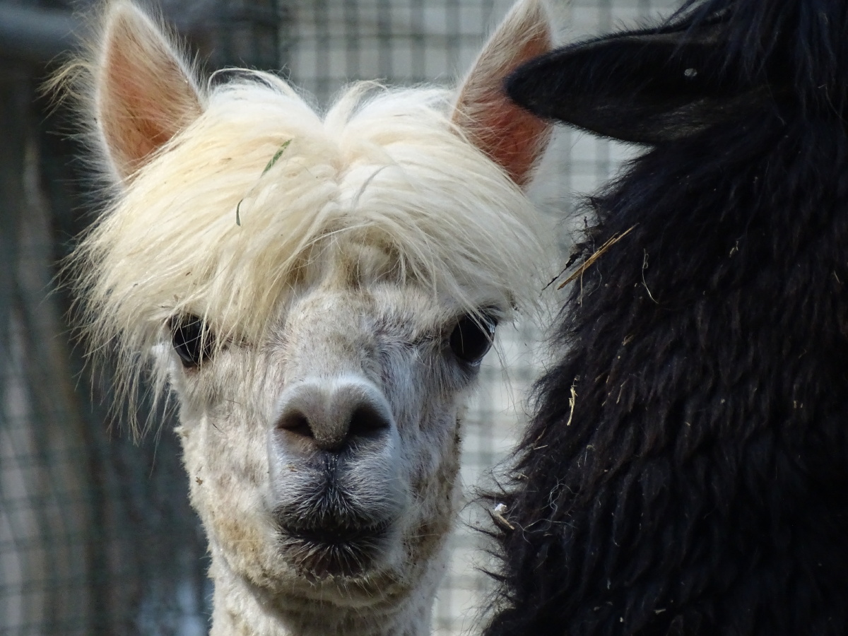 社会我驼哥给驼哥梳中分