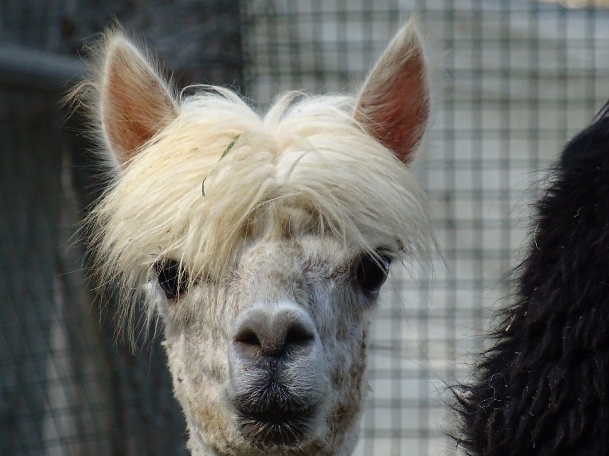 社会我驼哥给驼哥梳中分