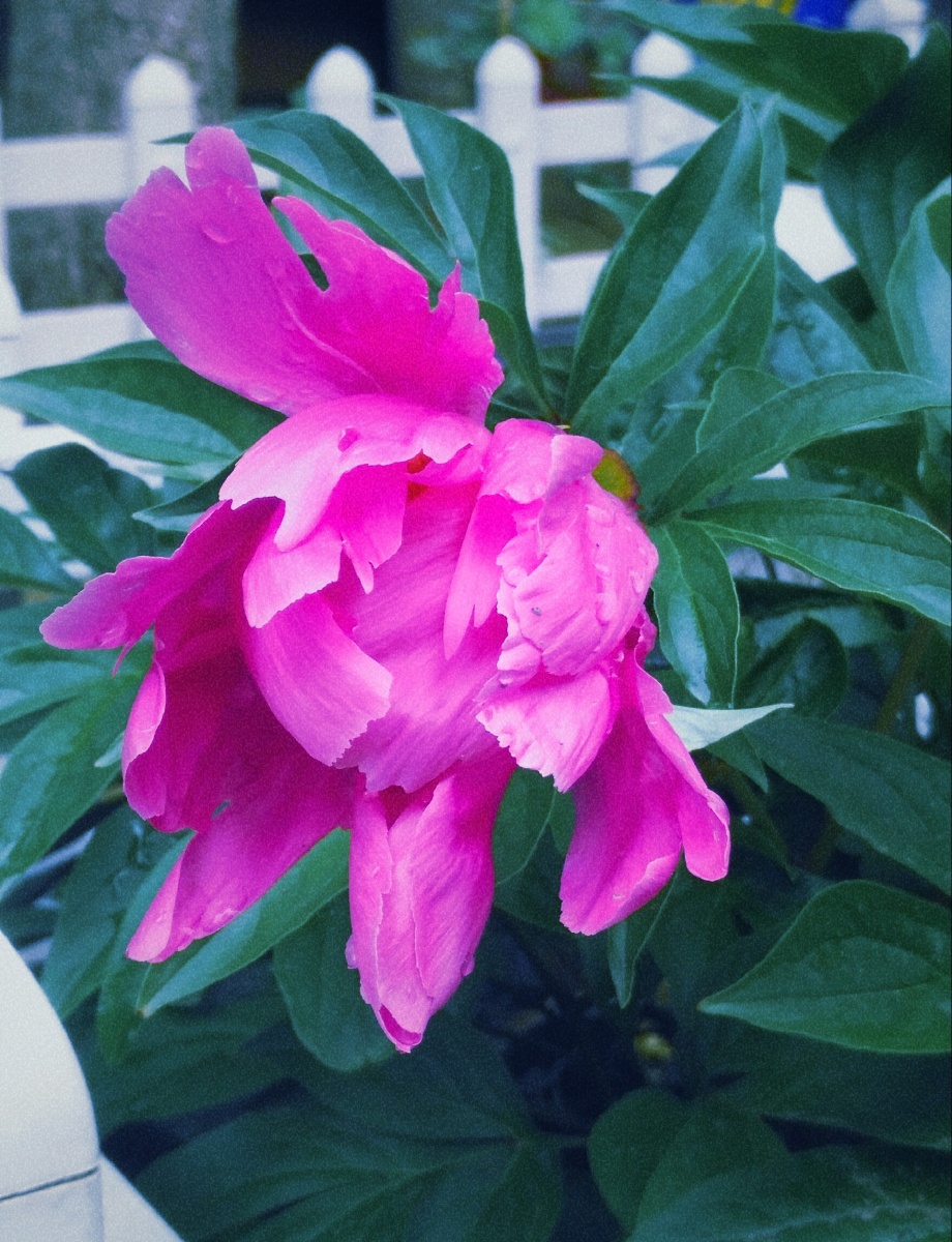 雨后,被摧残的花朵