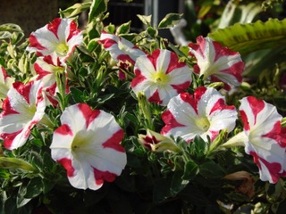 1CC6091D-AFD9-4379-AD14-95A72052939E/L0/001