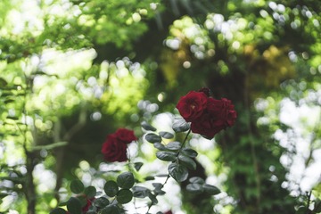 6D2384EF-0E2A-4FAB-8754-3FAB3D5D52F2/L0/001