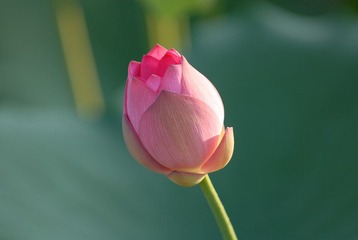 红荷