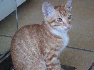 猩猫