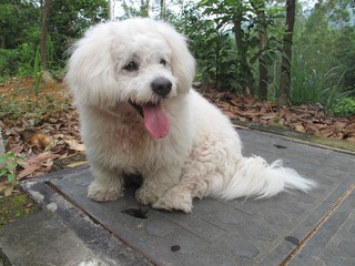 小犬
