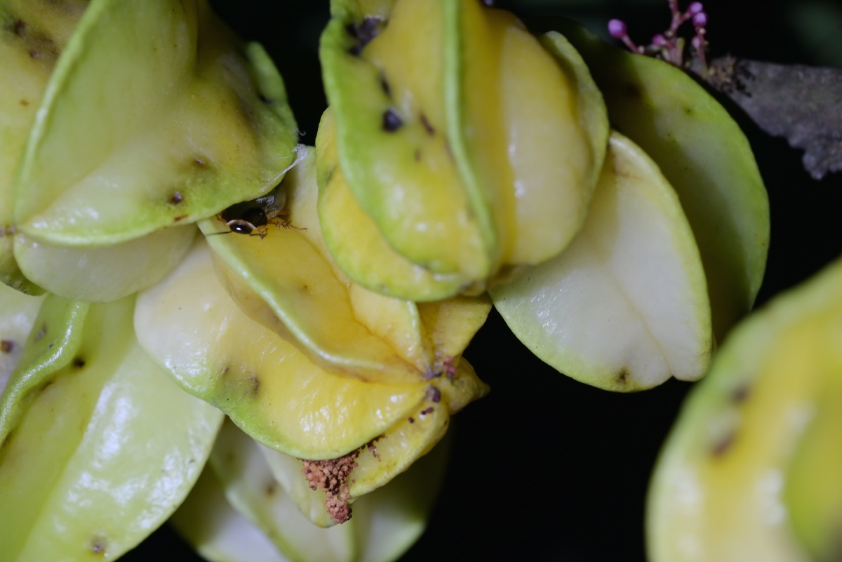 蔗蠊pyenoselussurinamensis深圳地区户外最常见的野生