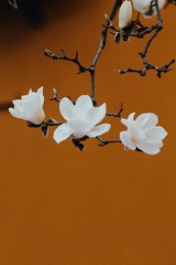 C3D29F15-1553-4986-B7FF-9B0087C0F0F6/L0/001