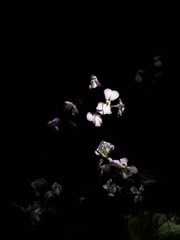 D886C58B-9D7B-42BF-A4AC-E11FC8999944/L0/001