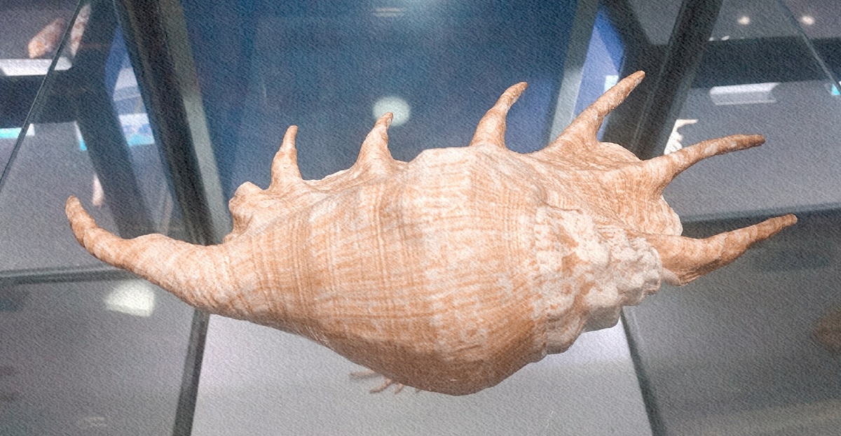 麒麟螺收藏住它