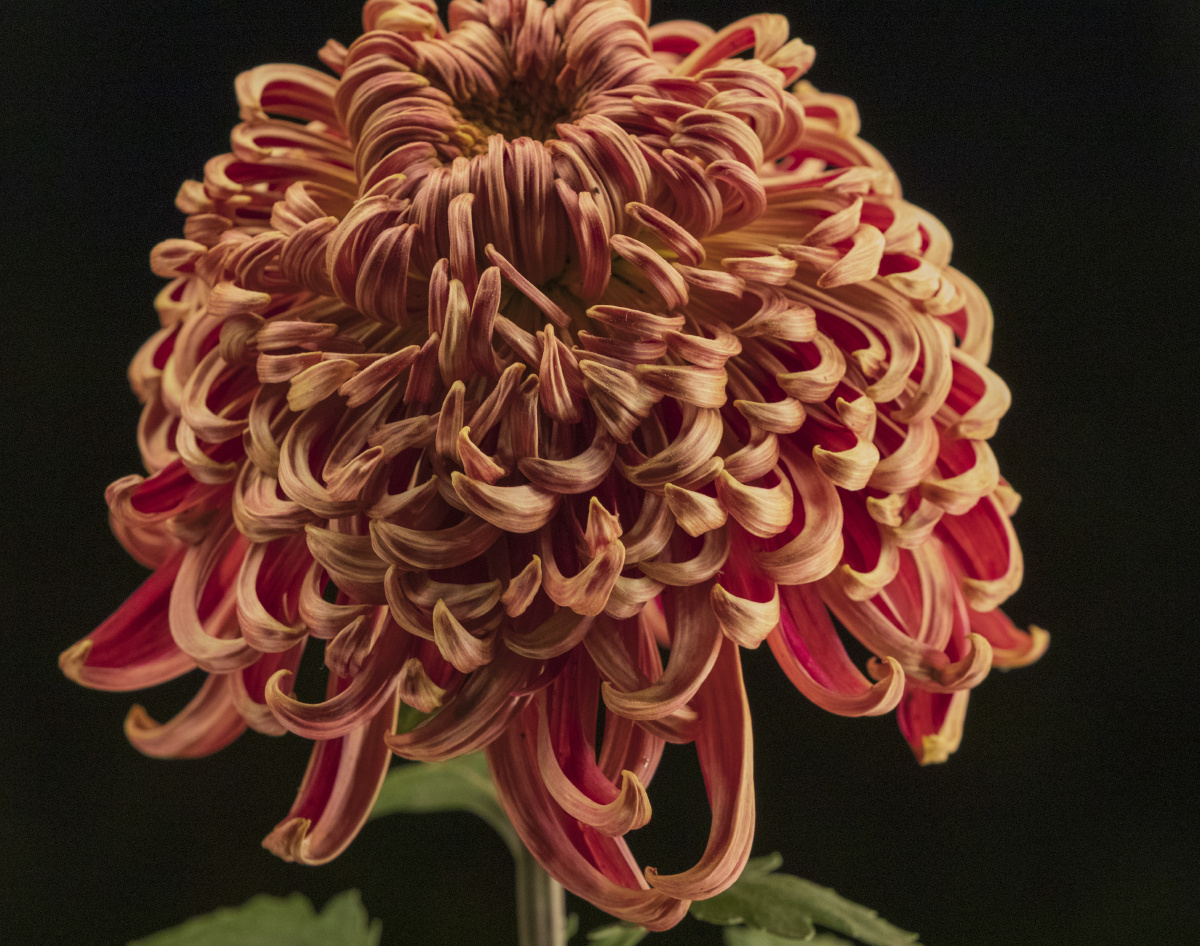 待到秋来九月八我花开后百花杀