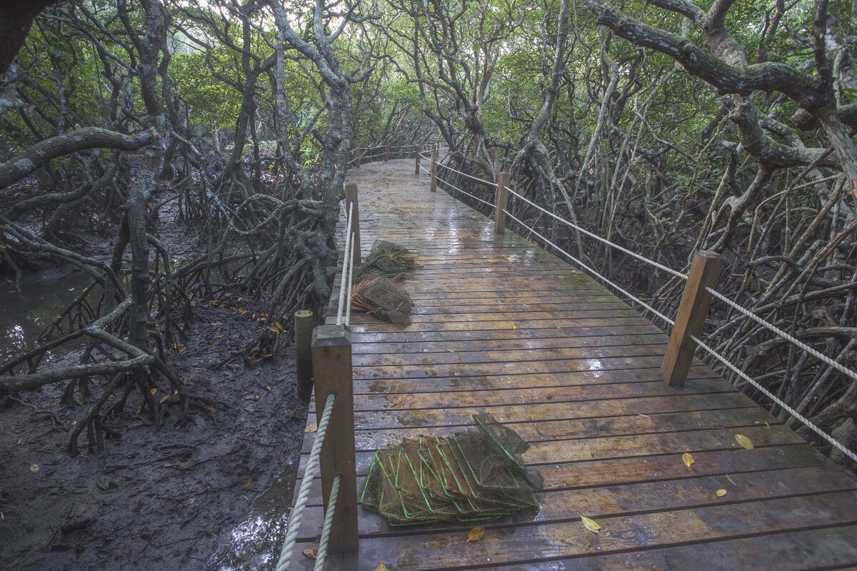 清晨红树林