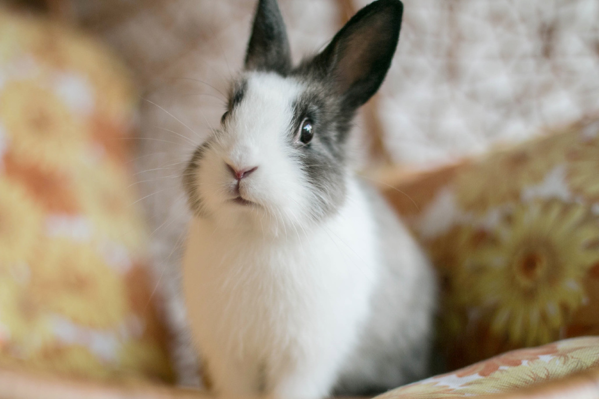 嗨!这里兔兔酱,请多多关照