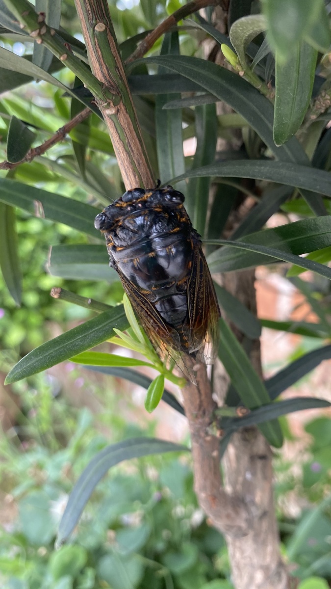 为什么天气越垫蝉叫得更大声