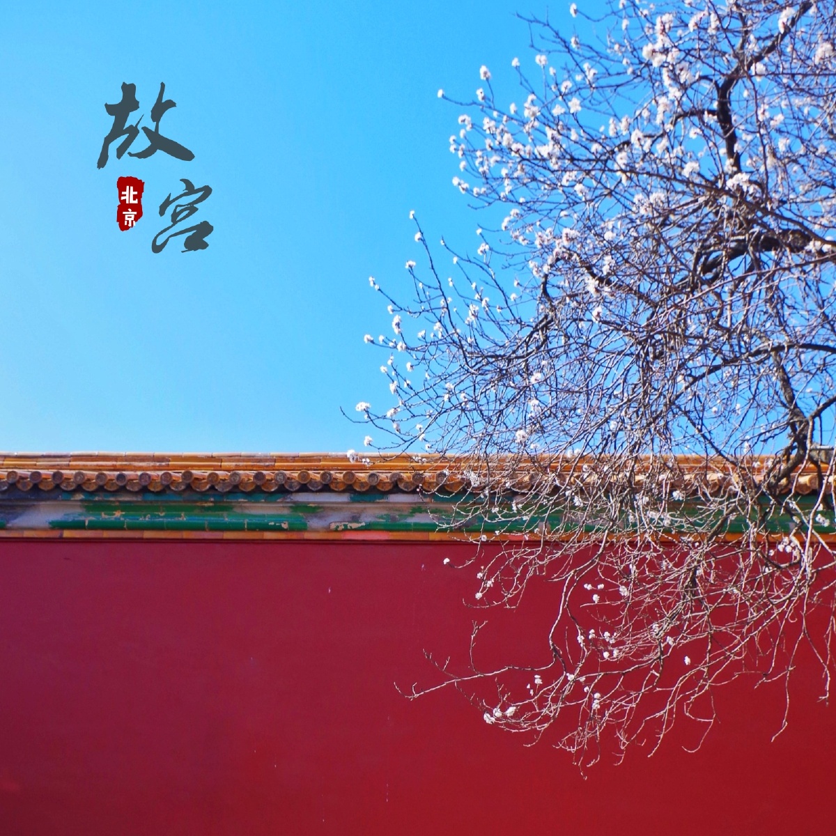 红墙青瓦杏花疏影