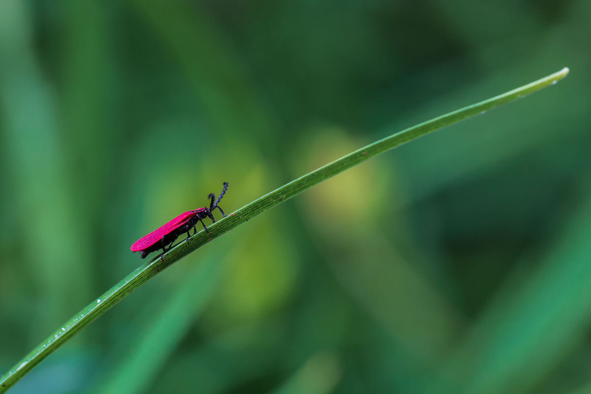 一组微距__虫虫