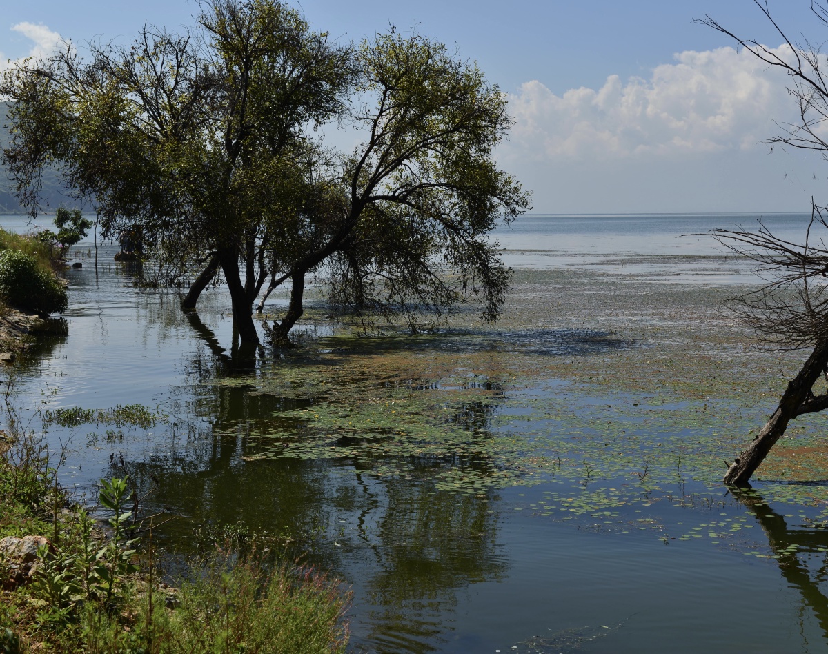 双廊的树,洱海的水,苍山的云