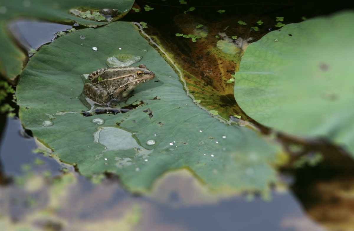 雨后清凉听的蛙声一片荷塘蟾趣