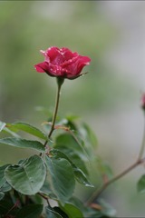 F9DE89FF-CE2D-4CA9-95C2-AC24392FDAF0/L0/001