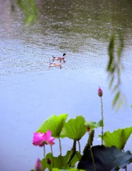 水墨荷花4