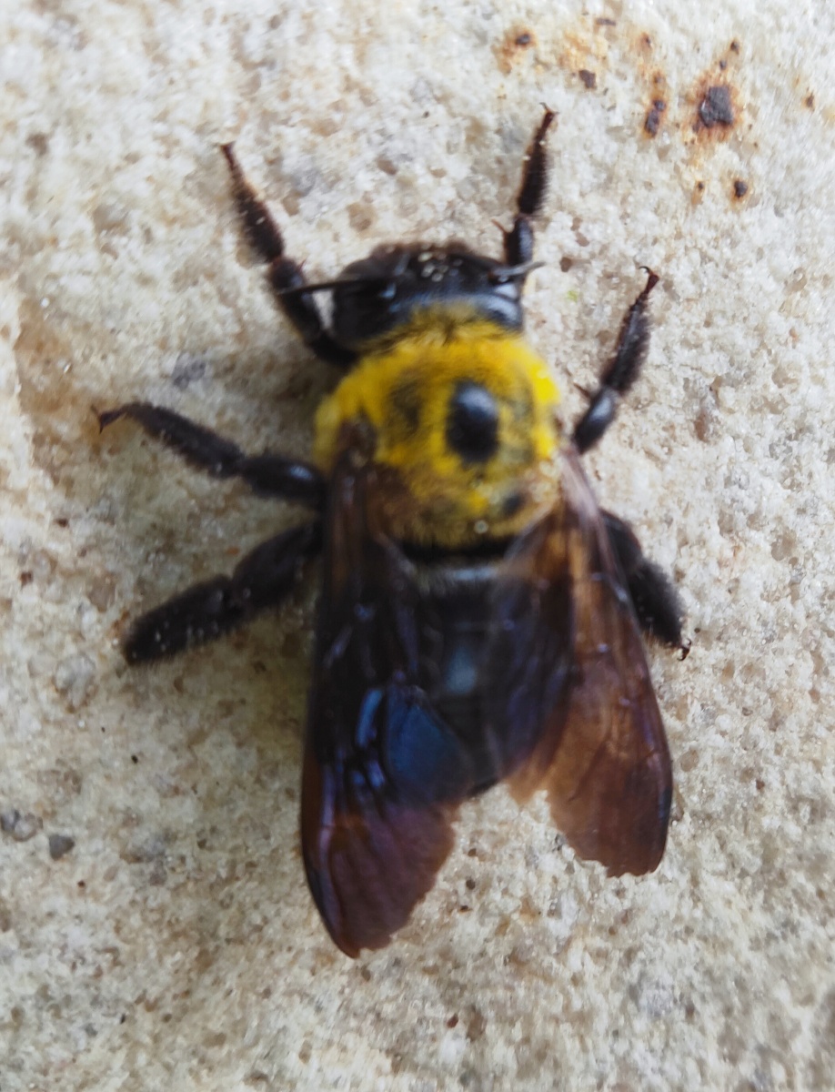 今日散步,发现路边石头上趴着一只马蜂,好奇的心去拍照,感觉他很历害