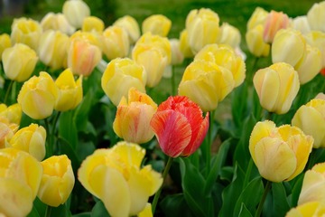 B4A14BF6-482B-41CB-90C4-F23C106FF229/L0/001