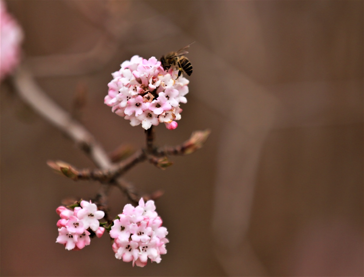春风初吹花初绽