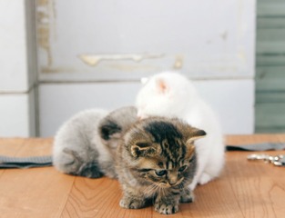0206 等车路上遇见卖宠物的 小奶猫 (1)