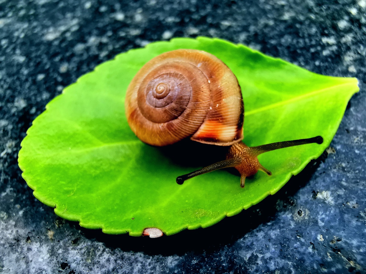 清晨偶遇蜗牛