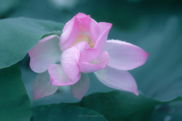 DSC04525-1
