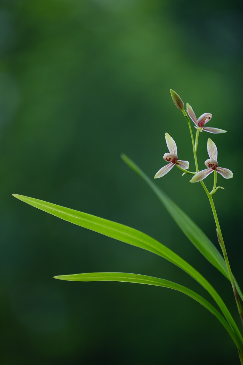 兰花屏保小品图