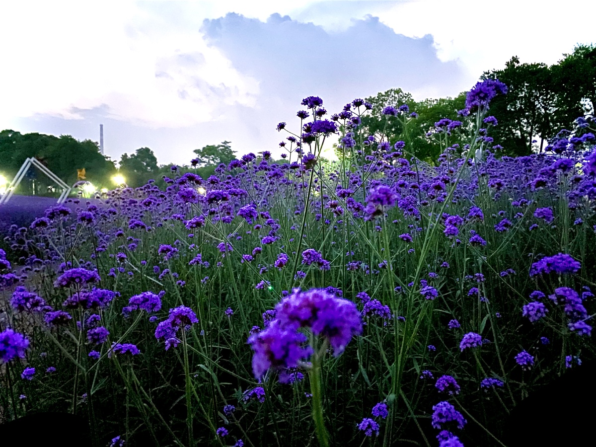 初夏逛逛公园发现这些马鞭草好唯美