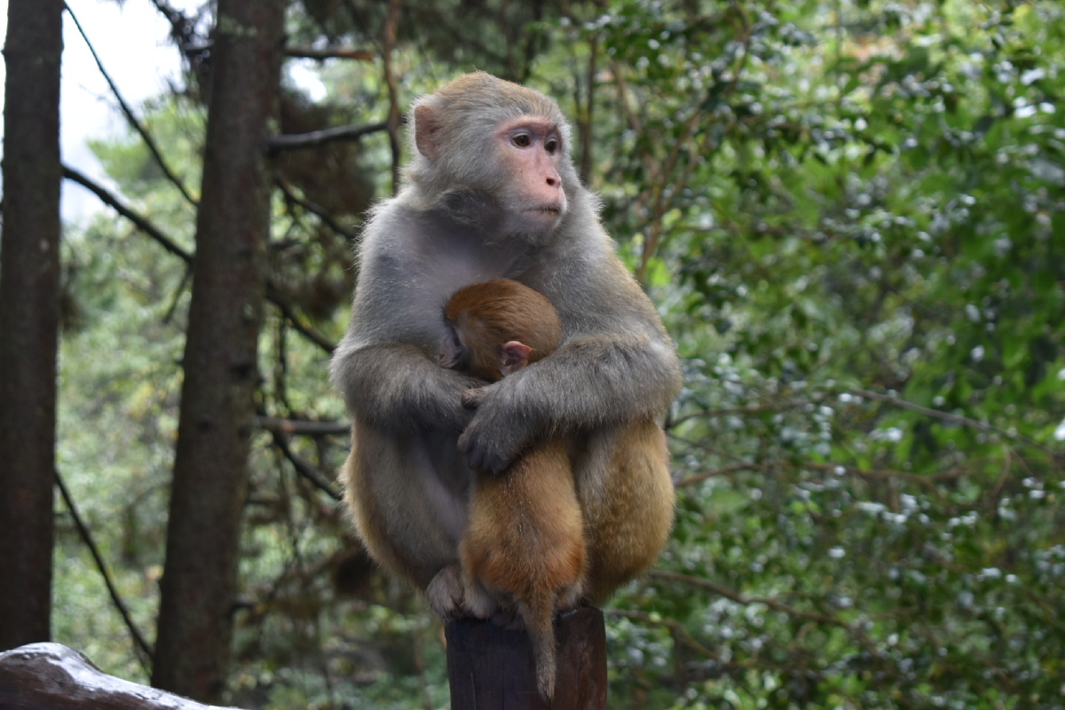 沐猴而冠带知小而谋强