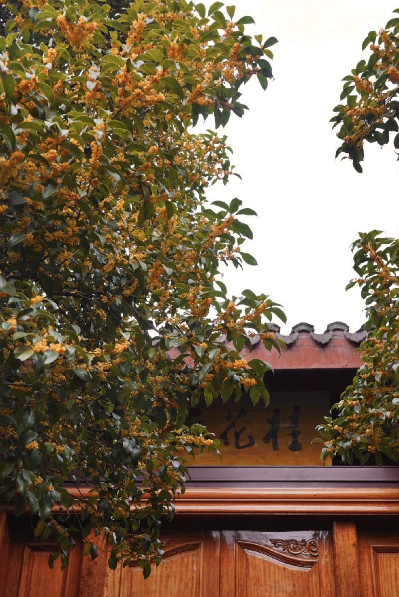 桂花院落杭州满觉陇