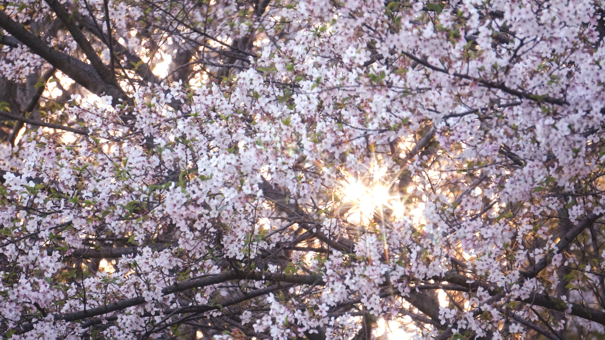 江西省林科院的樱花