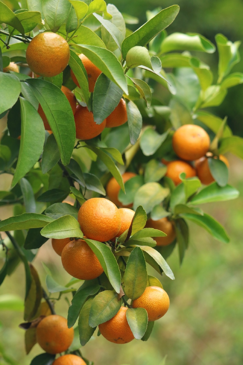 硕果累累满树橘子