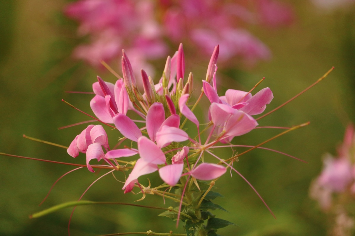 界室外深圳花卉花公园色彩花展莲花山公园醉蝶花粉色植物还没有人打赏
