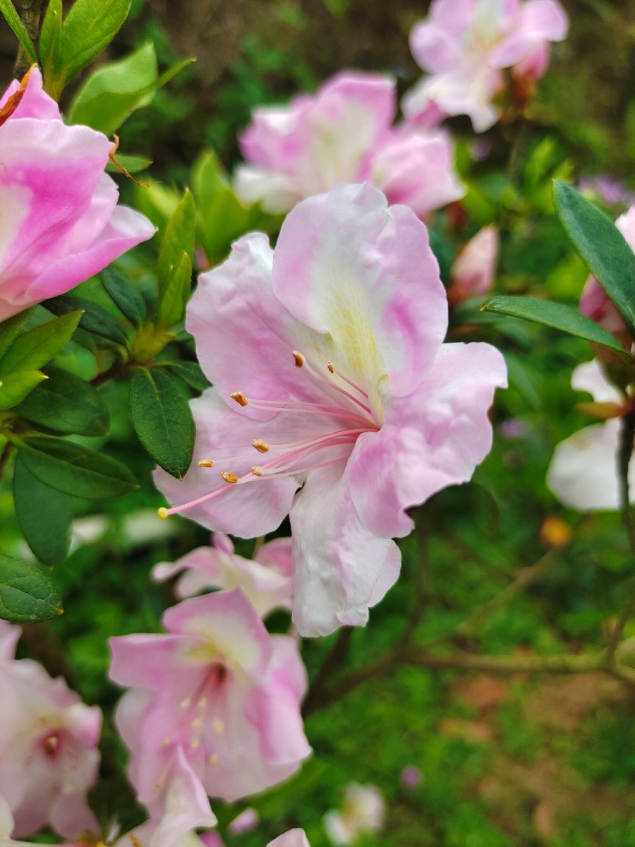 山间的毛棉杜鹃花粉粉的很浪漫