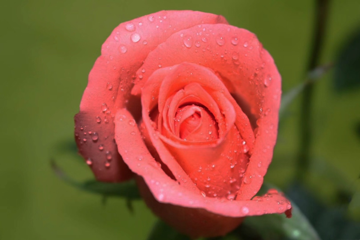 带着水珠的玫瑰花