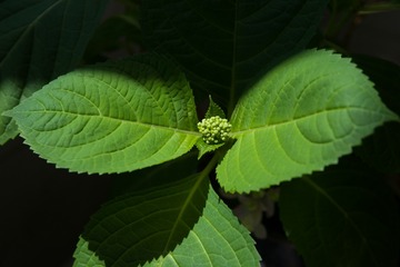 1000019166
