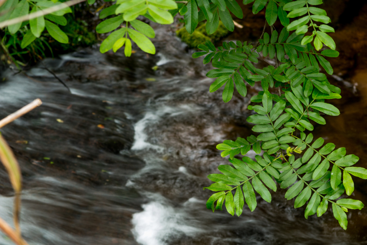 雨晴烟晚绿水新池满