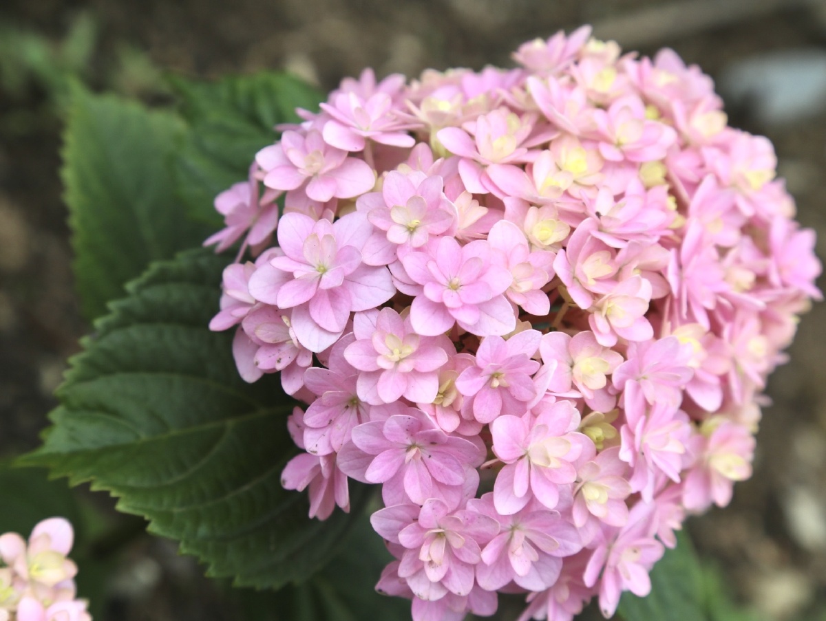 今日份的花手鞠