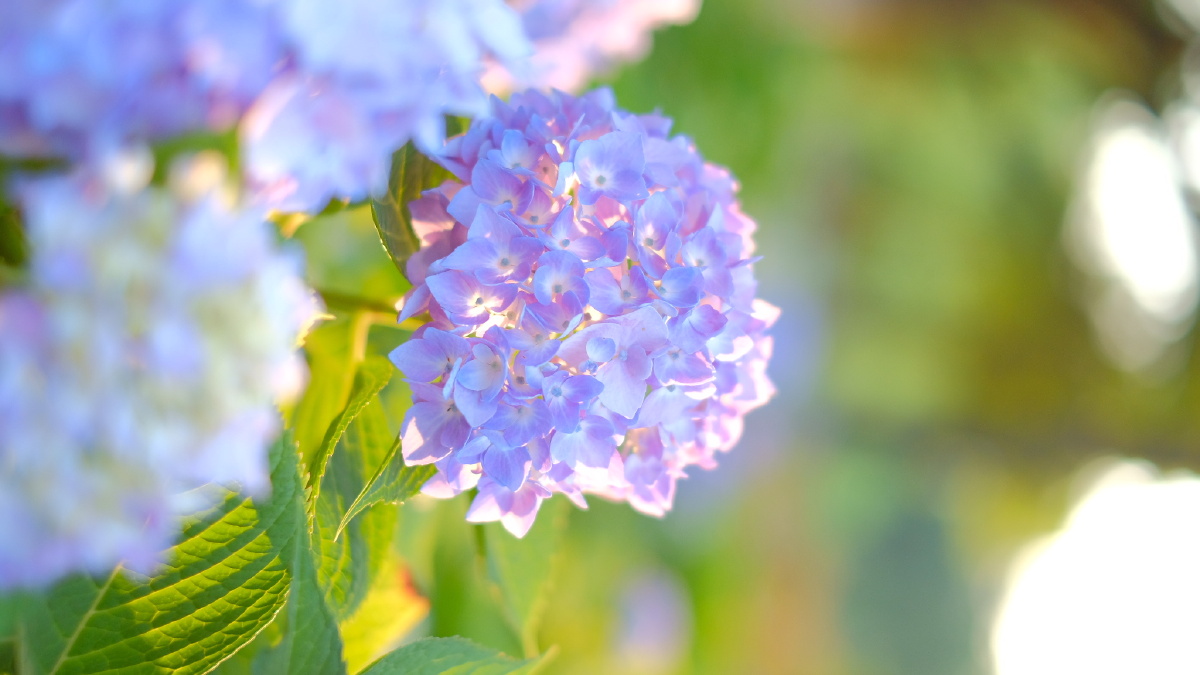 夏天 无尽夏 绣球花 南京 绣球公园 阳光与花