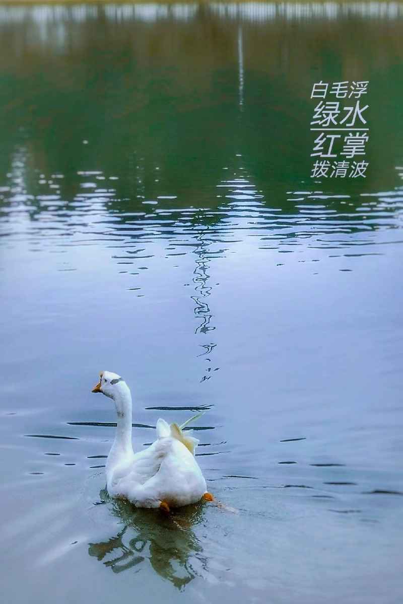 手机摄影白毛浮绿水红掌拨清波