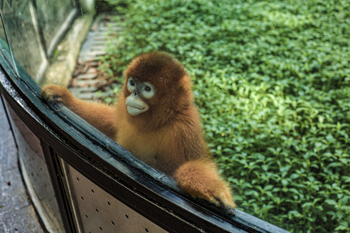 广州动物园拍摄的猴子