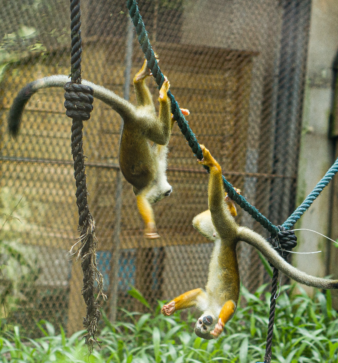 广州动物园拍摄的猴子, - 摄影师-威 - 图虫