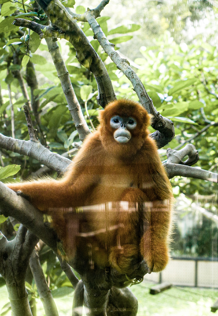 广州动物园拍摄的猴子