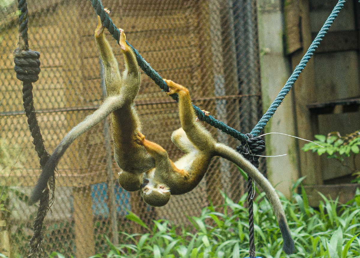 广州动物园拍摄的猴子