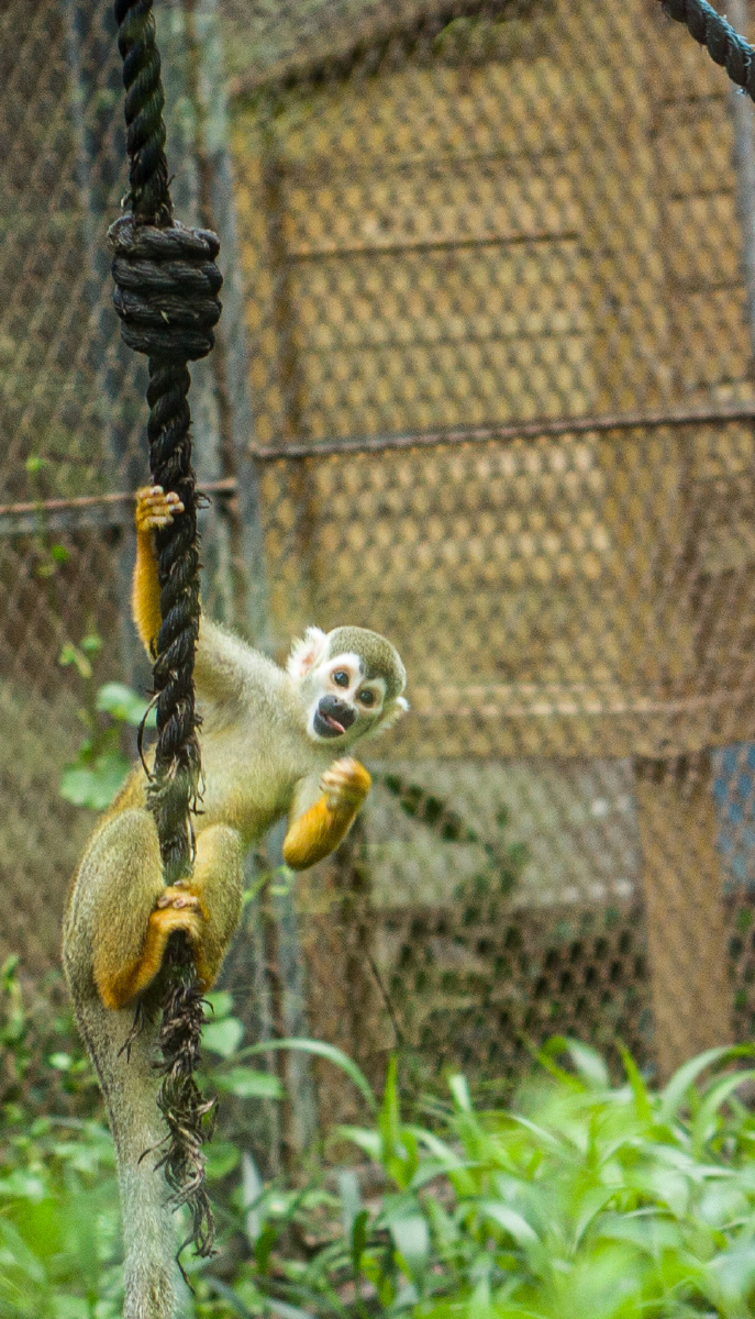广州动物园拍摄的猴子