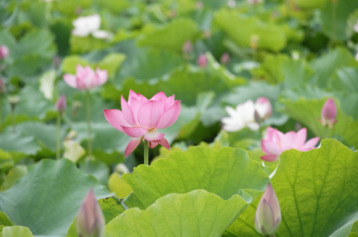 江南梅雨天夏至出荷花风吹荷叶在渌萍西复东莲花未开时苦心终日卷