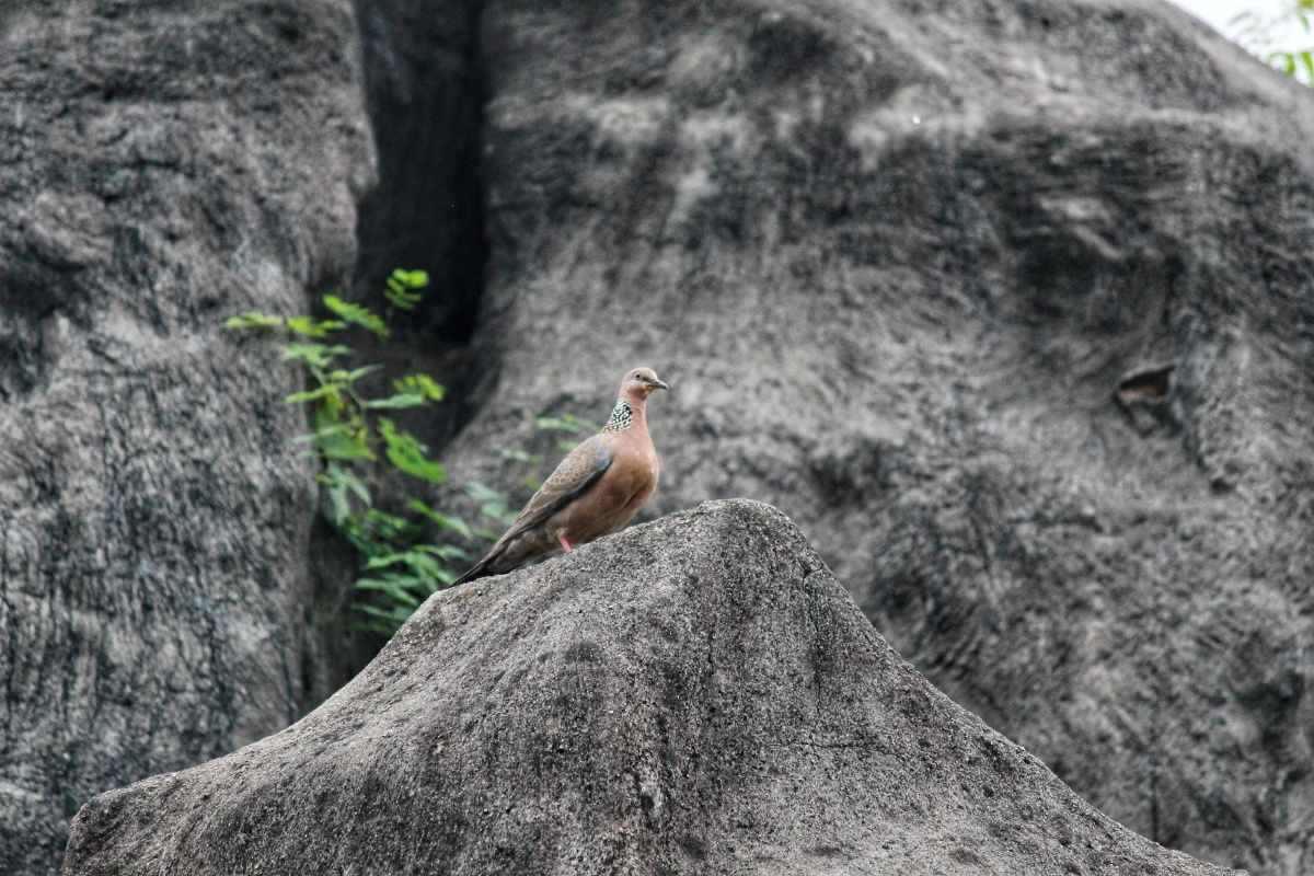 珠颈斑鸠山里老年人称野鸽子