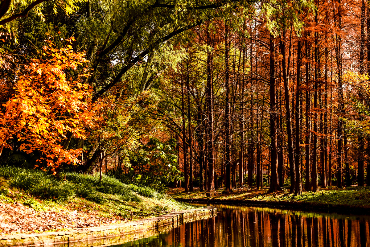 深林深秋深如荼